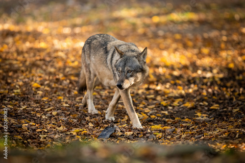 Obraz na płótnie Grey Wolf in the forest w salonie