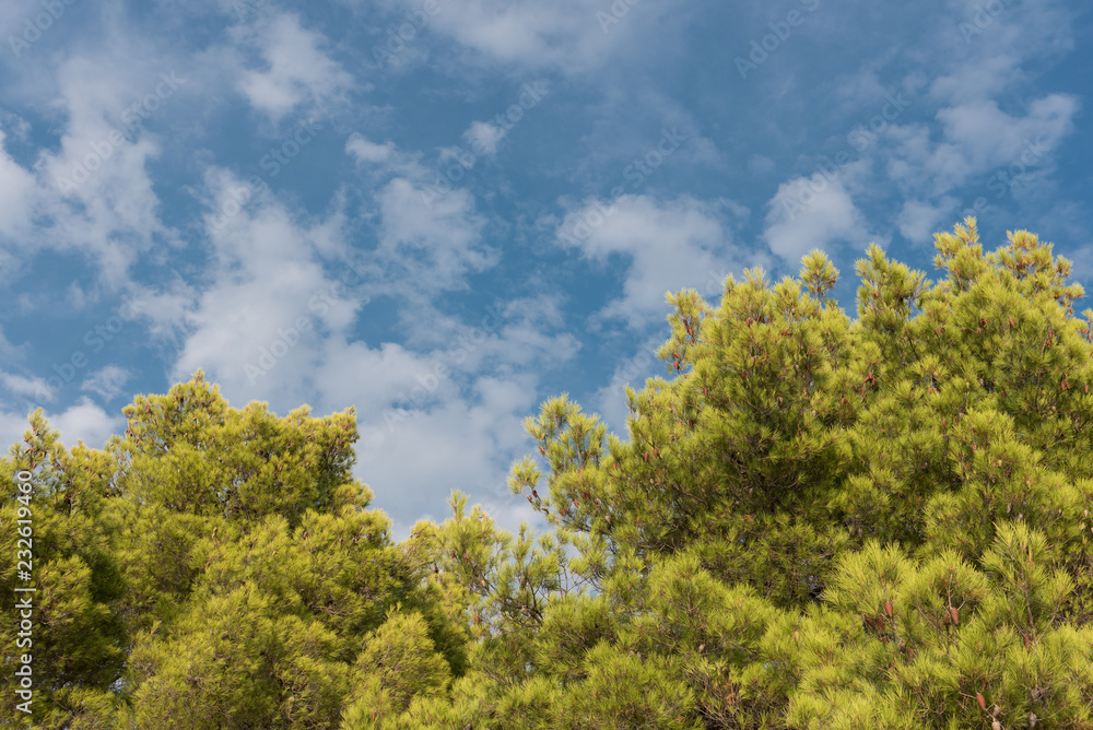 Green treetop with blue sky and white clouds. Pine trees against blue sky as background. Forest during summer. Green treetop with blue sky and white clouds. Pine trees against blue sky as background. Forest during summer.