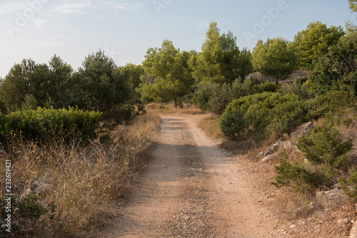 Empty macadam and dusty road trough wilderness and forest of Croatian island Brac. Road trough nature with green forest and blue sky during summer.