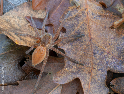 Dolomedes sp, probably plantarius orange. Pisauridae. Aka fishing, raft, dock or wharf spider. Italy. photo