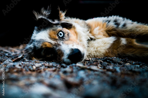 Australian Shepard Dog resting in a campsite in Oregon. photo