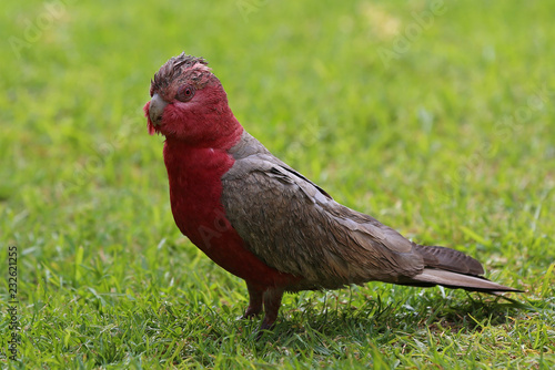 Pink Galah