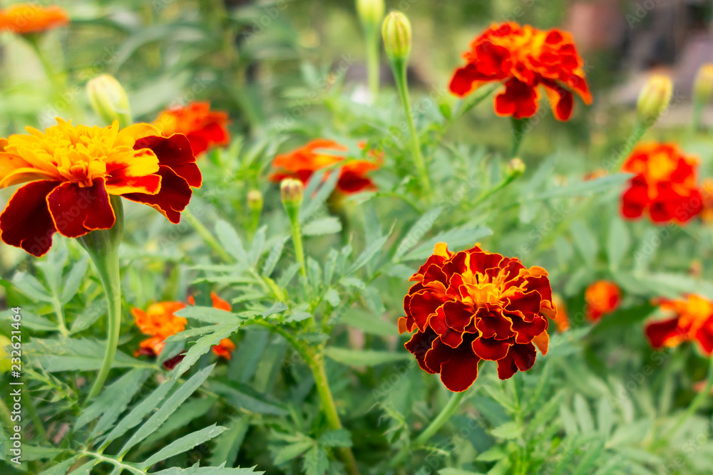 Red-orange flowers of marigolds on a flower bed in the garden. Selective focus