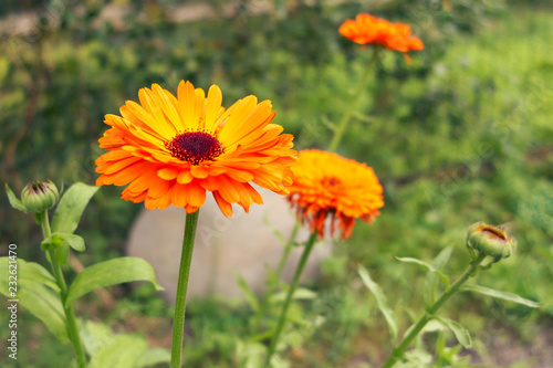 Orange marigold flowers on a flowerbed in the garden. Selective focus