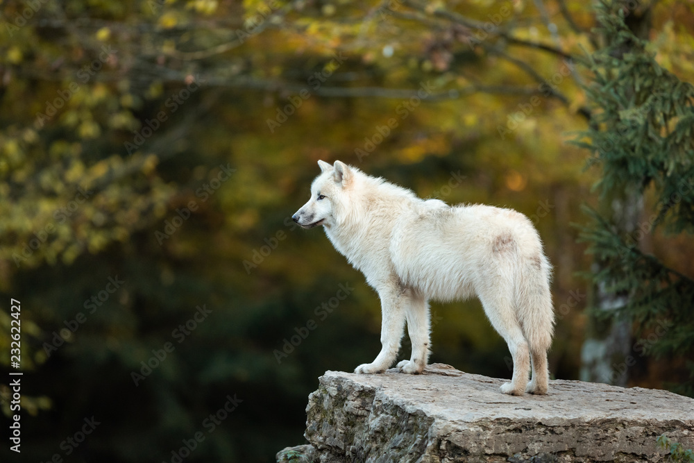 Fototapeta White wolf in the forest