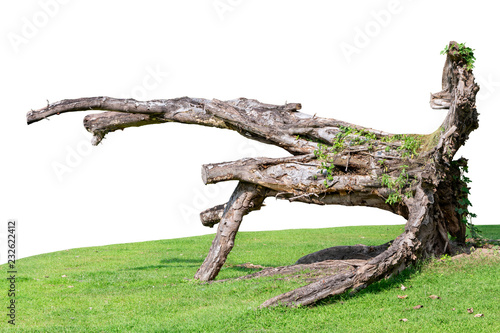As part of the trunk or branches of large trees that fall or are cut off.