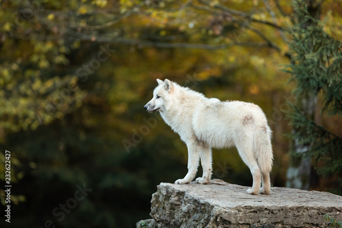 Obraz na płótnie White wolf in the forest