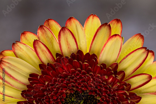 Gerbera Daisy, macro