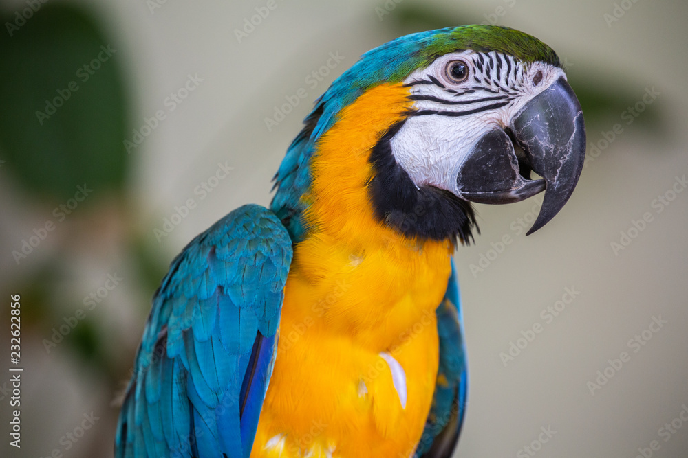Fototapeta premium Blue and Yellow Macaw close up