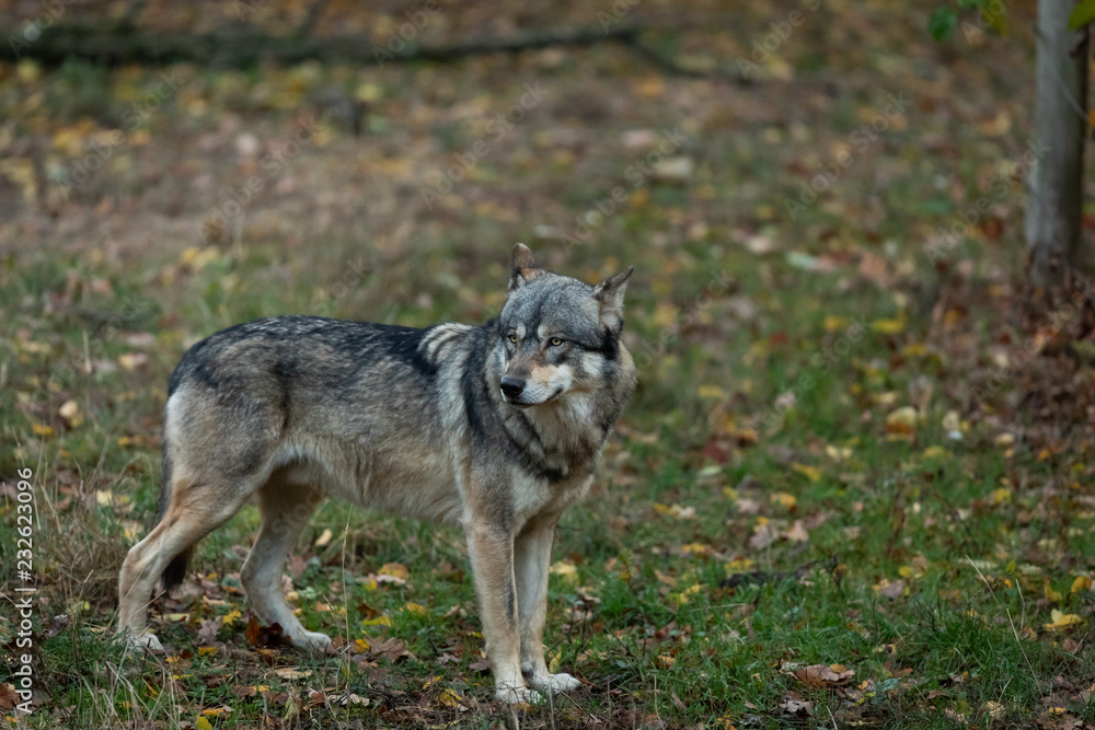 Obraz premium Grey wolf in the forest