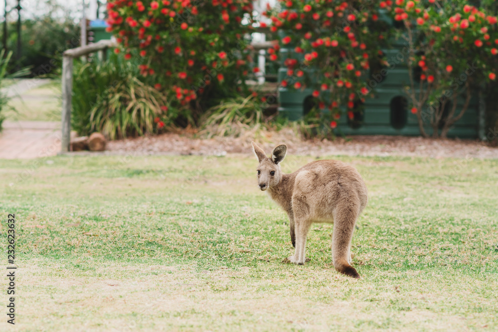 kangaroo on lawn kangaroo on lawn