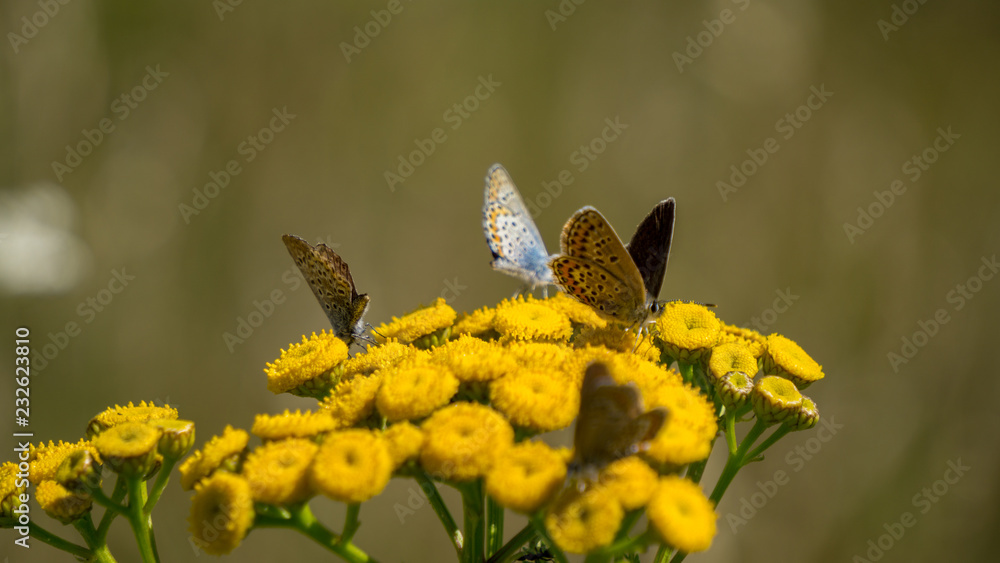 Schmetterlinge