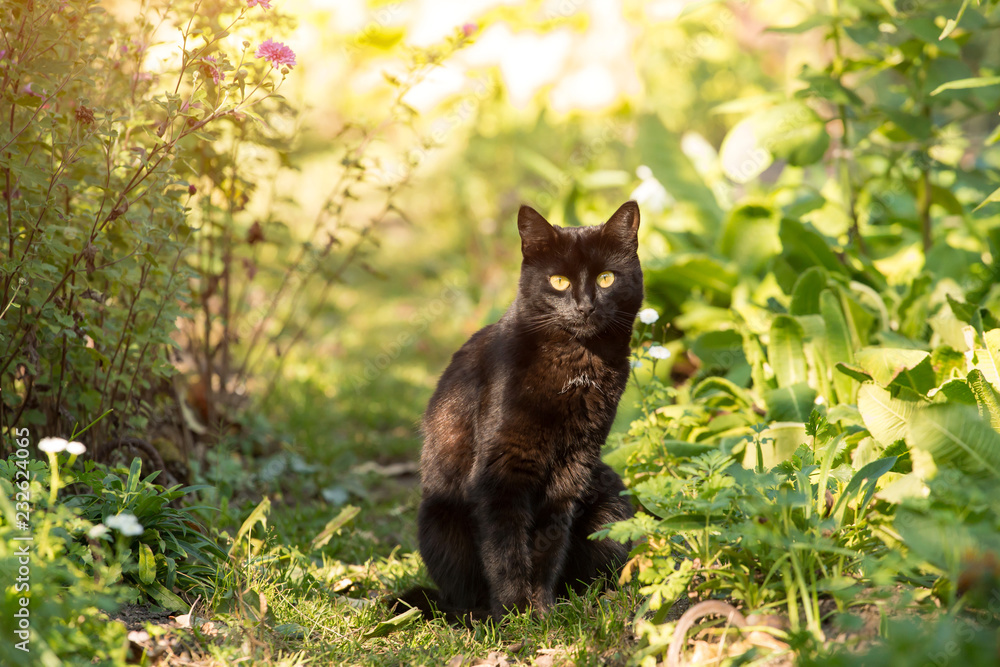 Black cat sitting outdoors in garden in sunlight
