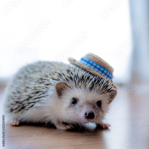 帽子をかぶったハリネズミ