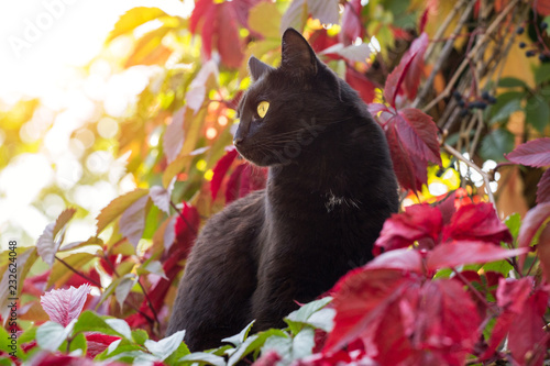 Beautiful black cat portrait outdoors in autumn leaves in nature © Viktor Iden