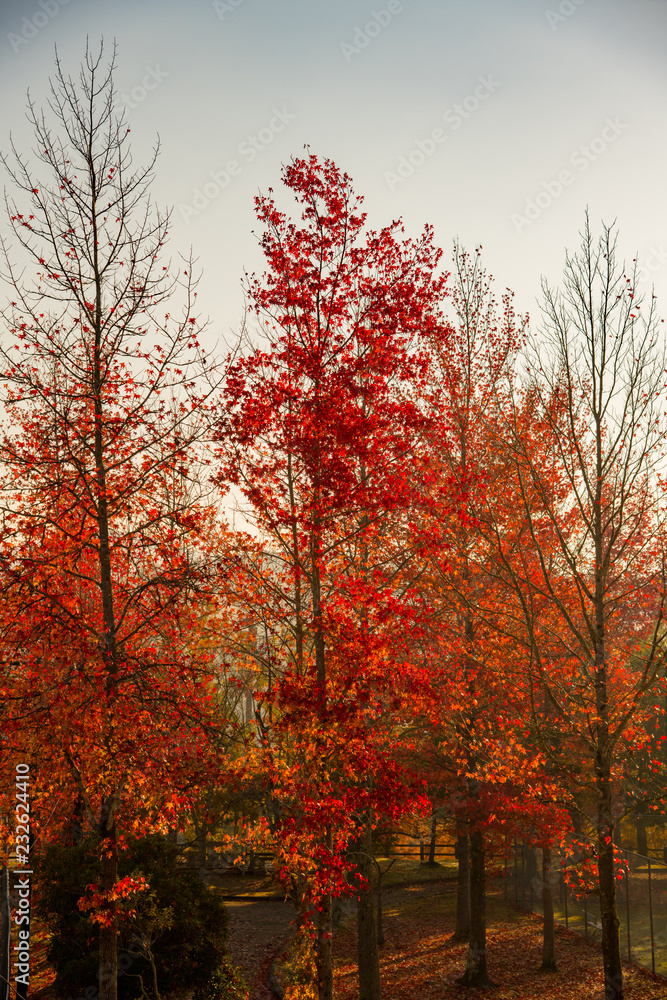 色づいた紅葉が朝の青空に輝く秋の公園での光景