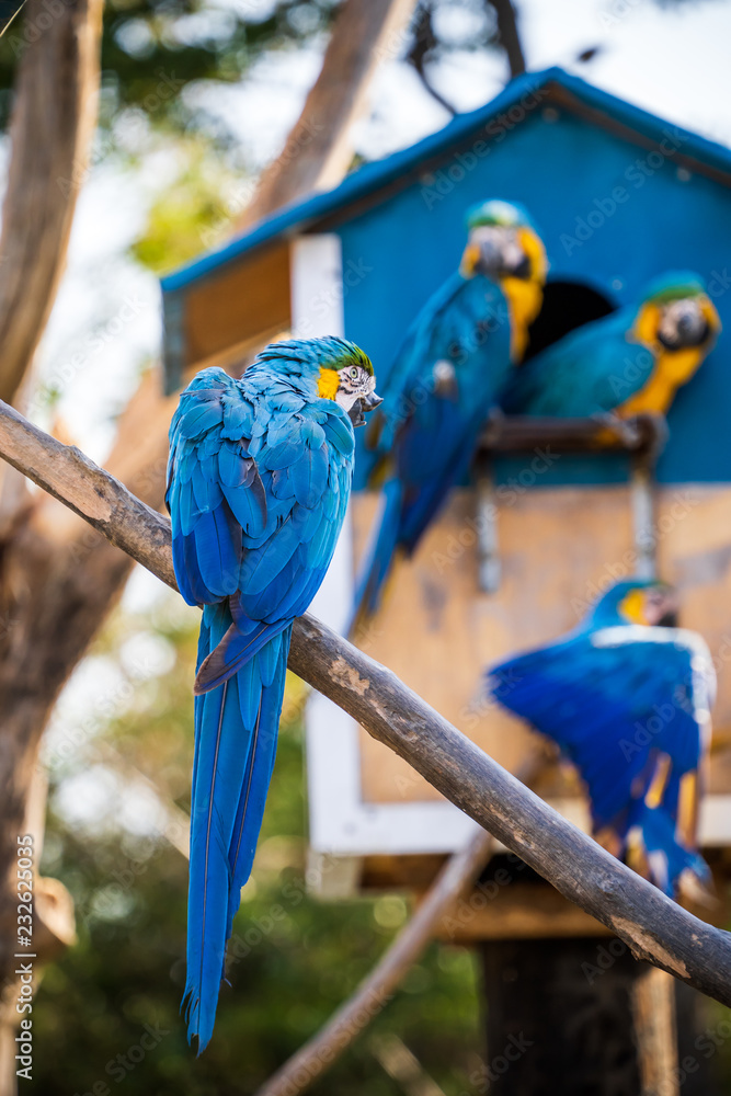 Obraz premium Beautiful red-and-green macaws and blue-and-yellow macaw playing in the zoo, Tainan, Taiwan, close up shot