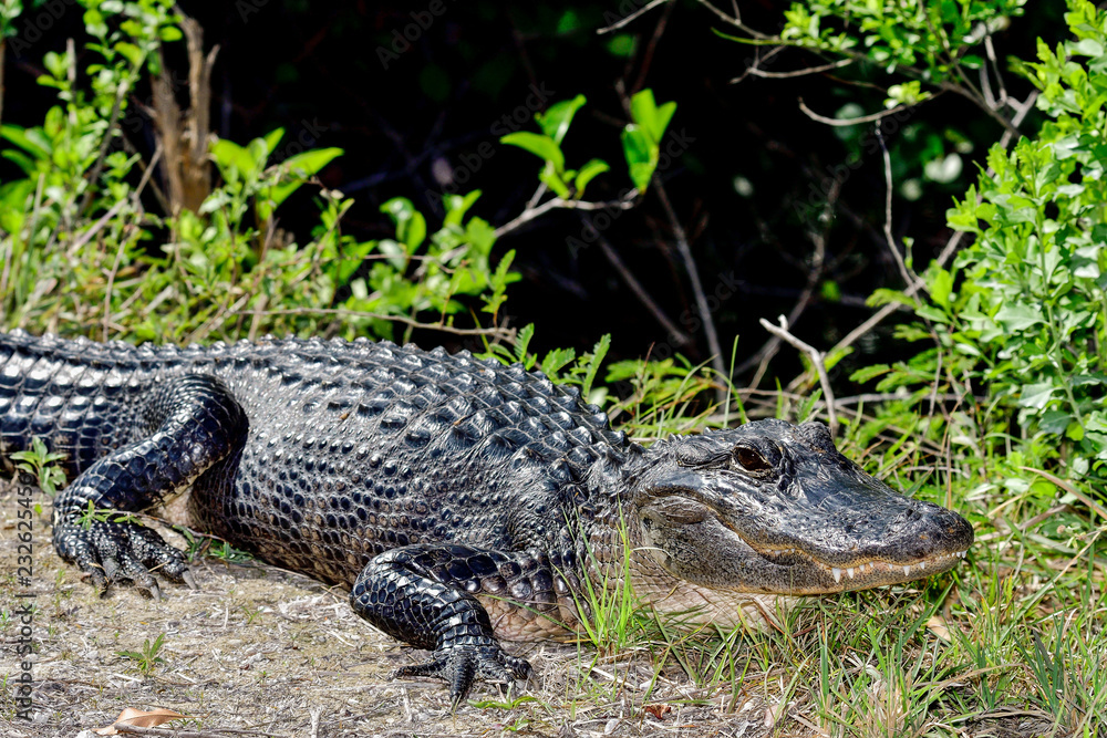American Alligator