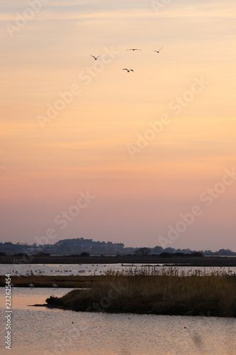 Seagulls flying and flamingos resting during sunset in Vistonida lake  Rodopi  Greece