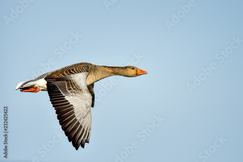 Canvas Print Greylag goose