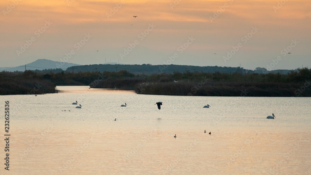 Pelicans swimming and heron flying over Vistonida lake, Rodopi, Greece during sunset Pelicans swimming and heron flying over Vistonida lake, Rodopi, Greece during sunset