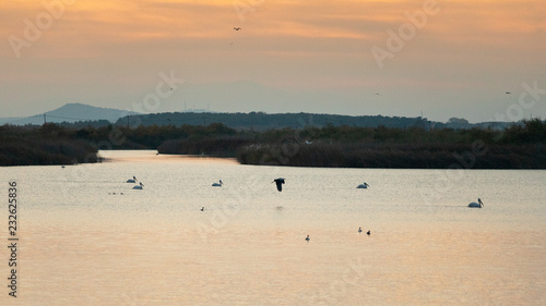 Pelicans swimming and heron flying over Vistonida lake, Rodopi, Greece during sunset