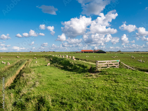 Murais de parede Polder landscape with grazing sheep, dike, grassland and farmhouse on Frisian is