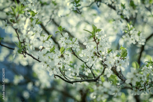 white flowers of cherry tree © Dmitry