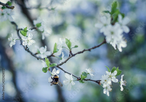 white flowers of cherry tree