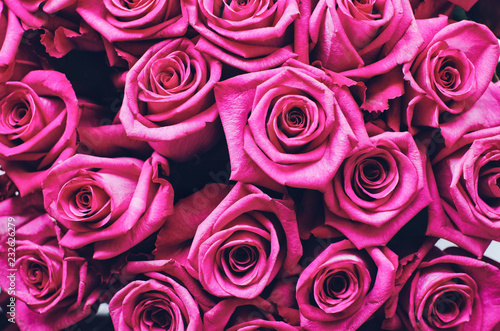 Beautiful pink roses background