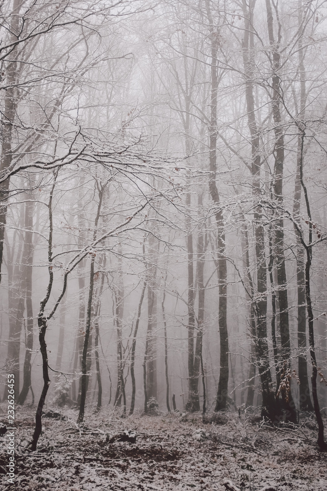 Foggy forest Foggy forest