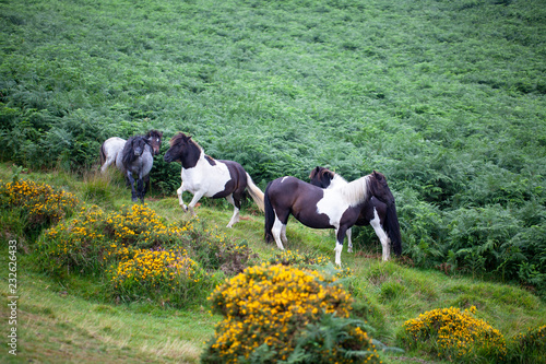 Fototapeta Naklejka Na Ścianę i Meble -  Caballos en libertad en el Parque Nacional de Dartmoor