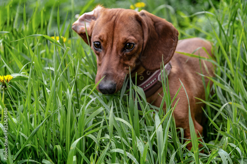Red dachshund in green grass with dandelions.