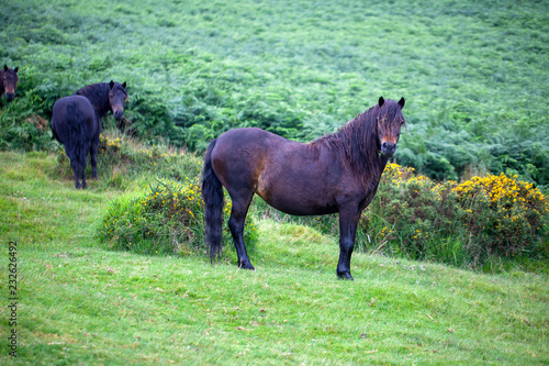 Fototapeta Naklejka Na Ścianę i Meble -  Caballos en libertad en el Parque Nacional de Dartmoor