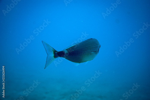 Fototapeta Naklejka Na Ścianę i Meble -  A small fish in the blue ocean