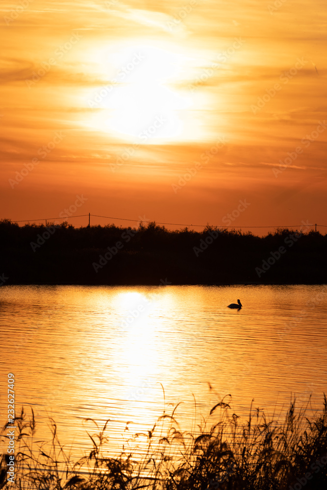 Lonely pelican swimming in Vistonida lake, Rodopi, Greece during golden hour after sunset