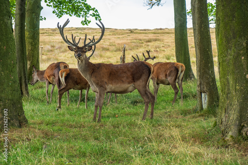 Fototapeta Naklejka Na Ścianę i Meble -  Red Deer inside Lyme Park, Peak District in Cheshire, UK