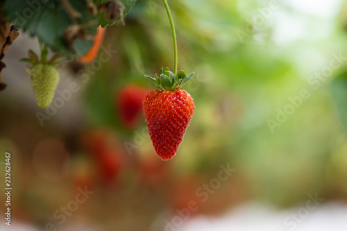 Fresh strawberries that are grown in greenhouses