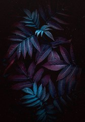 the colorful leaves