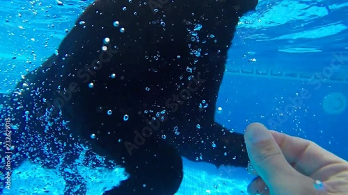 Black dog swimming into the pool and catching ball. photo