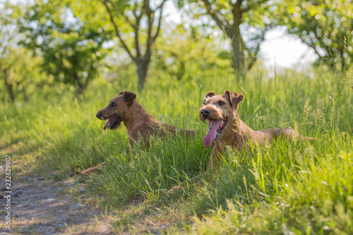 Beautiful Irish terrier dogs  very active hunter breed  in nature