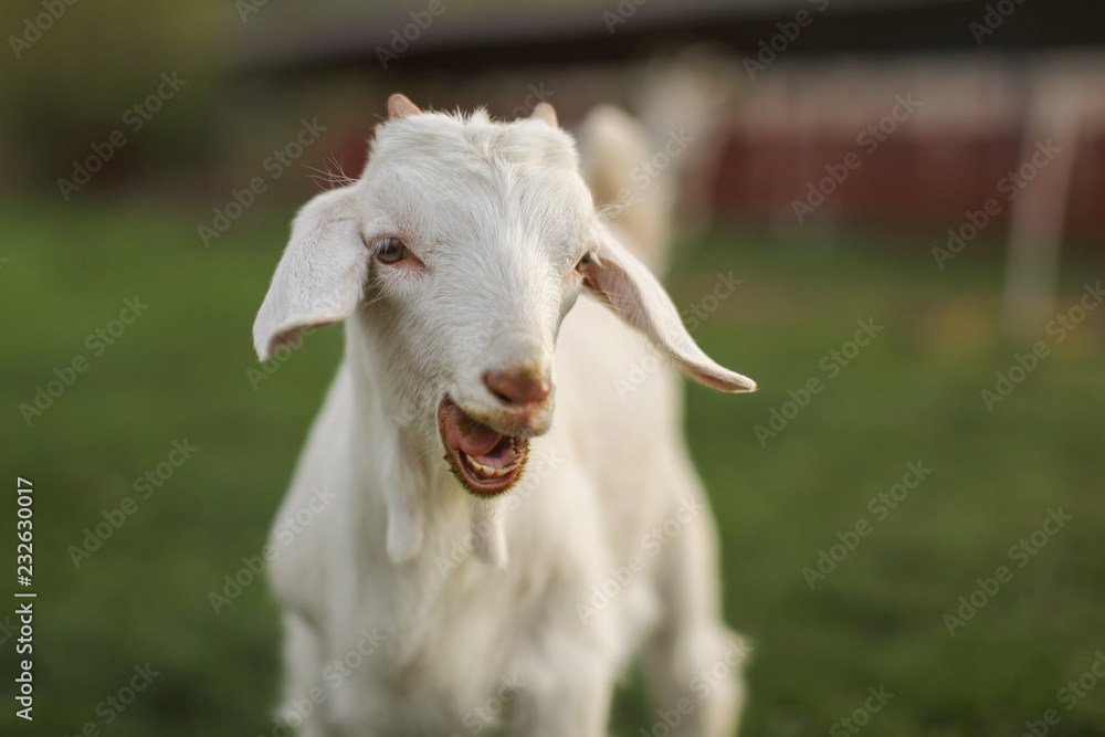 Young goat kid looking into camera, with mouth open, small teeth visible