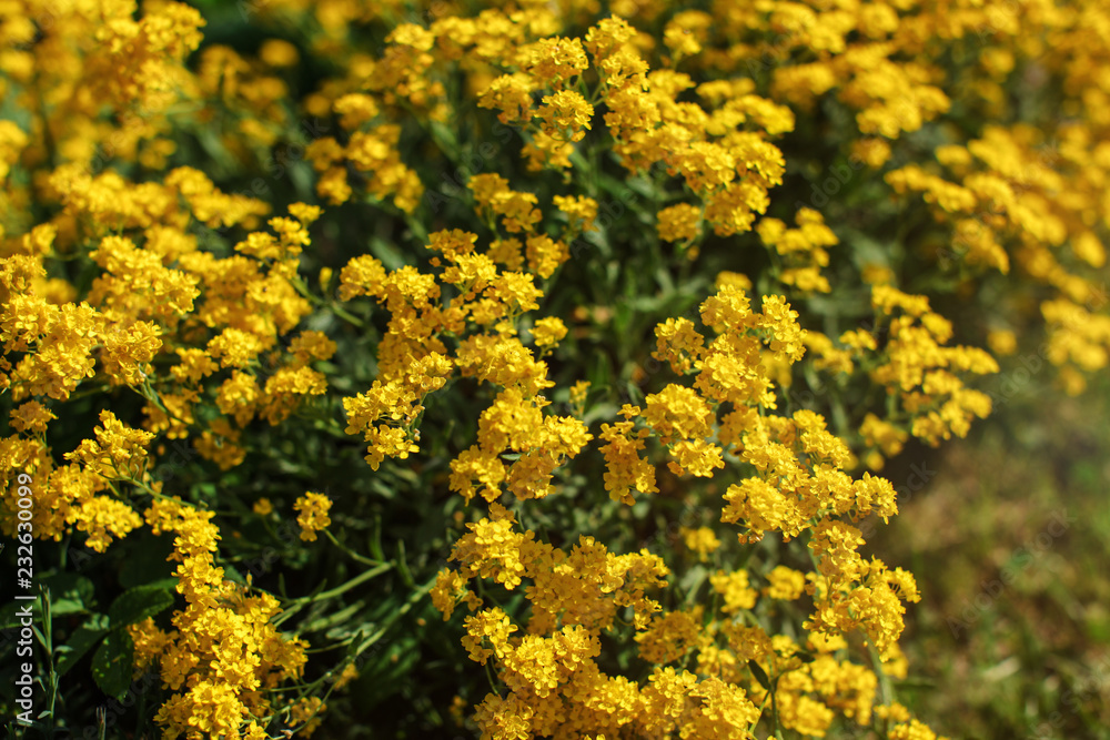 Shallow depth of field (only few petals in focus) photo of small yellow perennial flowers lit by sun. Abstract spring background.