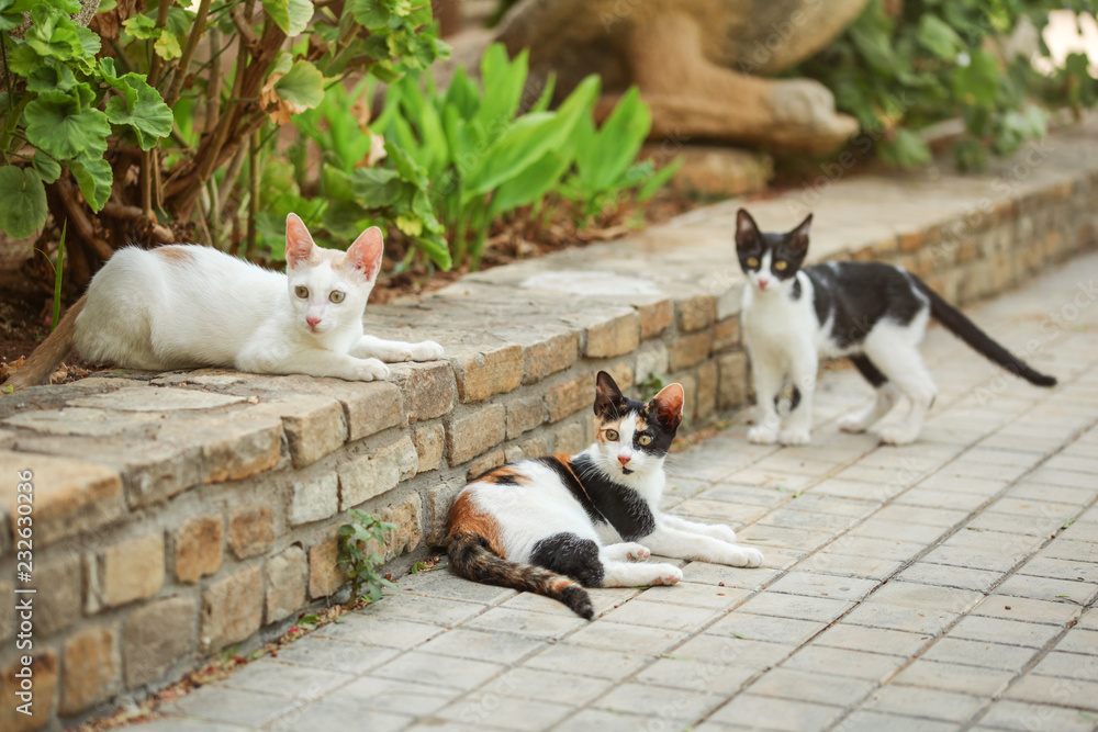 Three colours (white black orange) cat, lying on the pavement in garden, with two more stray cats around her.