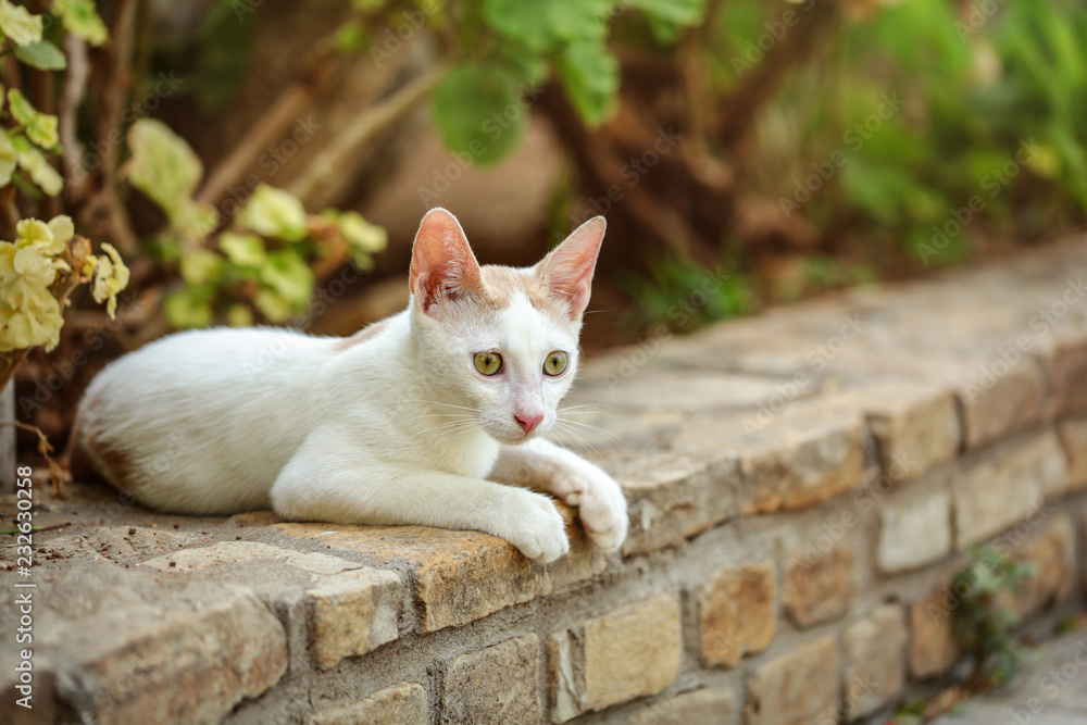 White stray cat laying on the pathway curb, green bushes and flowers behind her. White stray cat laying on the pathway curb, green bushes and flowers behind her.