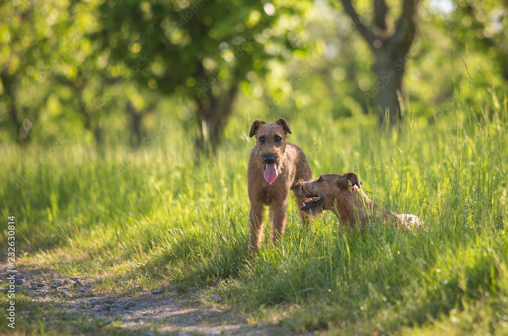 Beautiful Irish terrier dogs, very active hunter breed, in nature Beautiful Irish terrier dogs, very active hunter breed, in nature