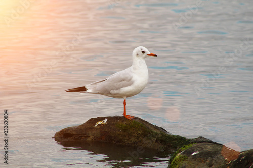 Lonely seagull on the rock