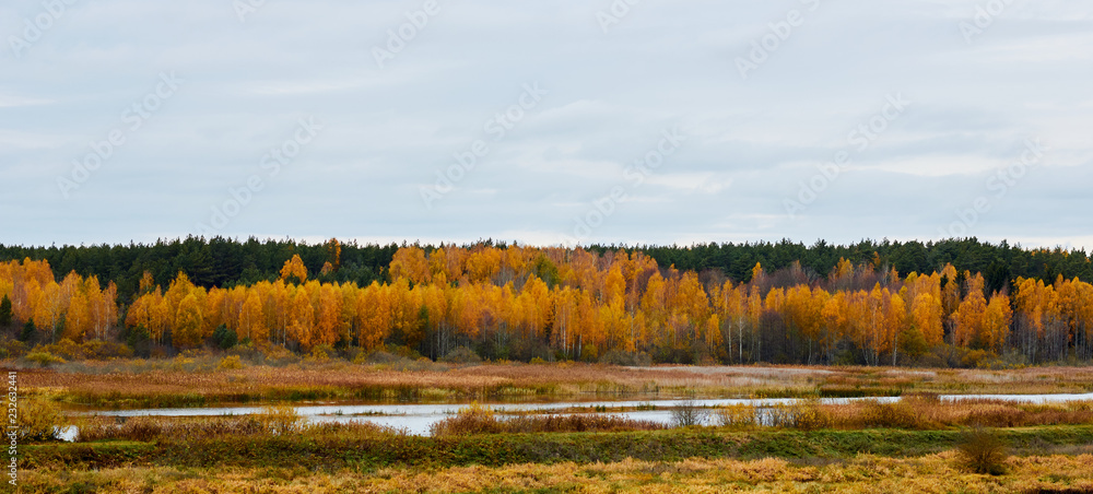 Gold autumn beautiful forest  landskape with a lake in front, flat land, russian nature