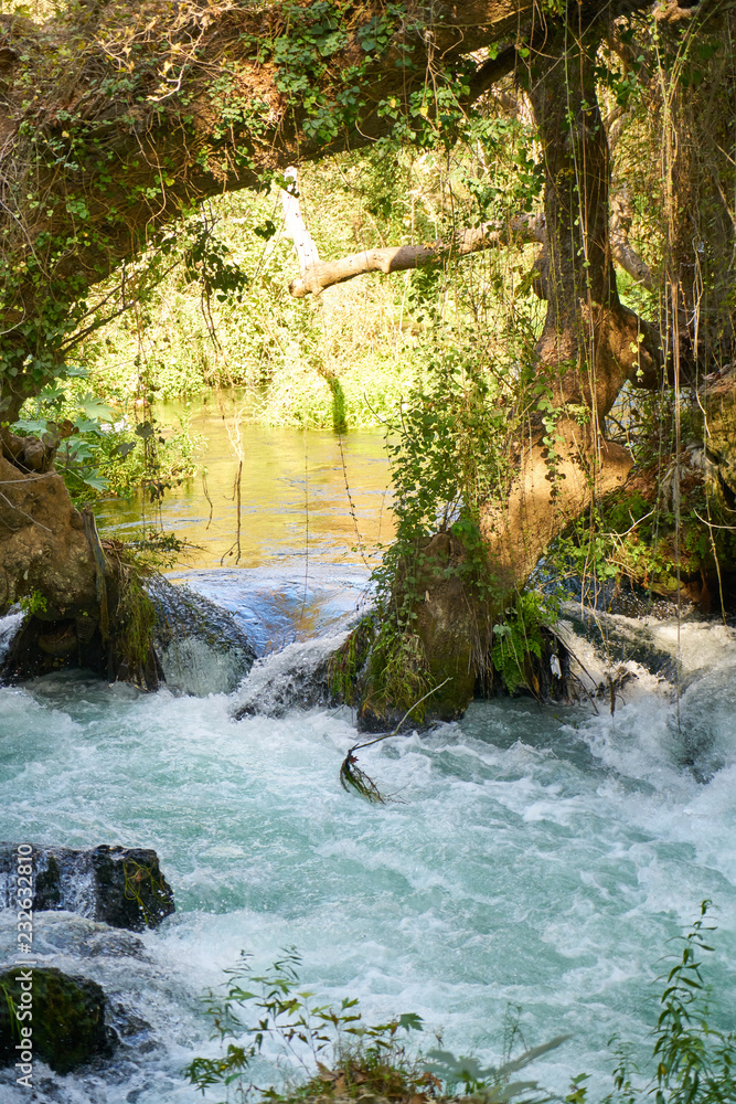 Naklejka premium a river in the jungle