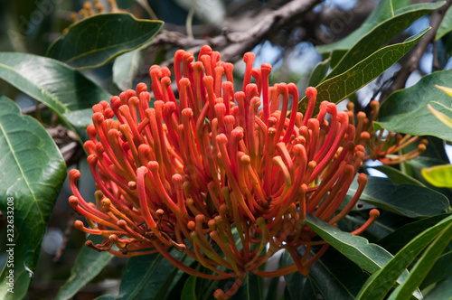 Sydney Australia Red Flower Head Alloxylon Flammeum Or Red Silky Oak Tree Stock Photo Adobe Stock